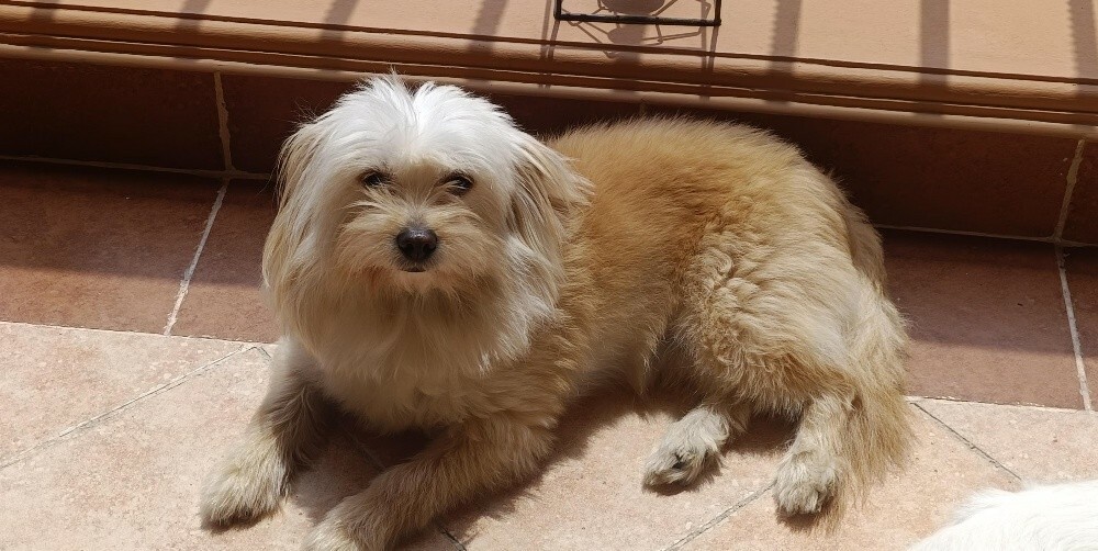 Maltipoo - 3