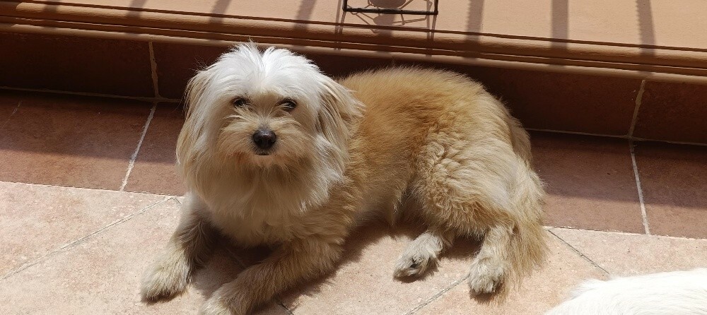 Maltipoo - 2