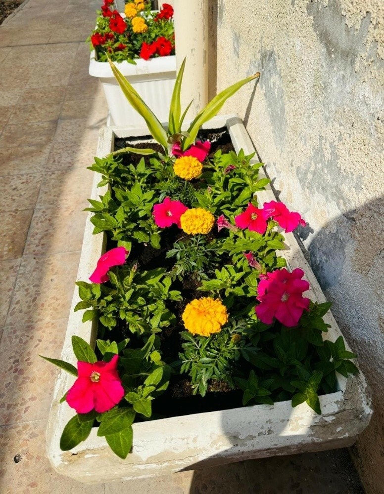 بذور وشتلات - 3