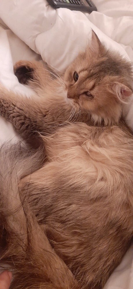 mish mish female cat - 1