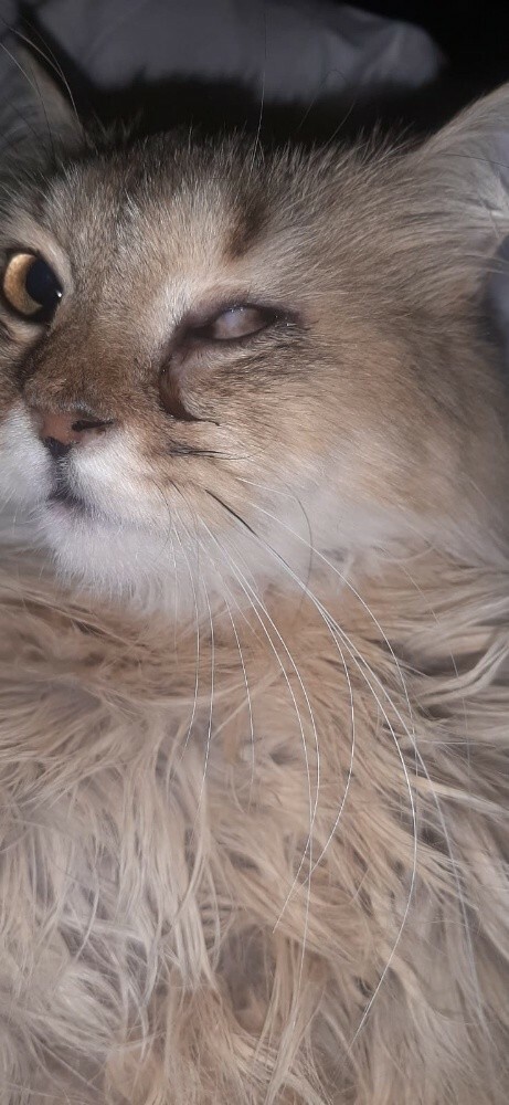 mish mish female cat - 2