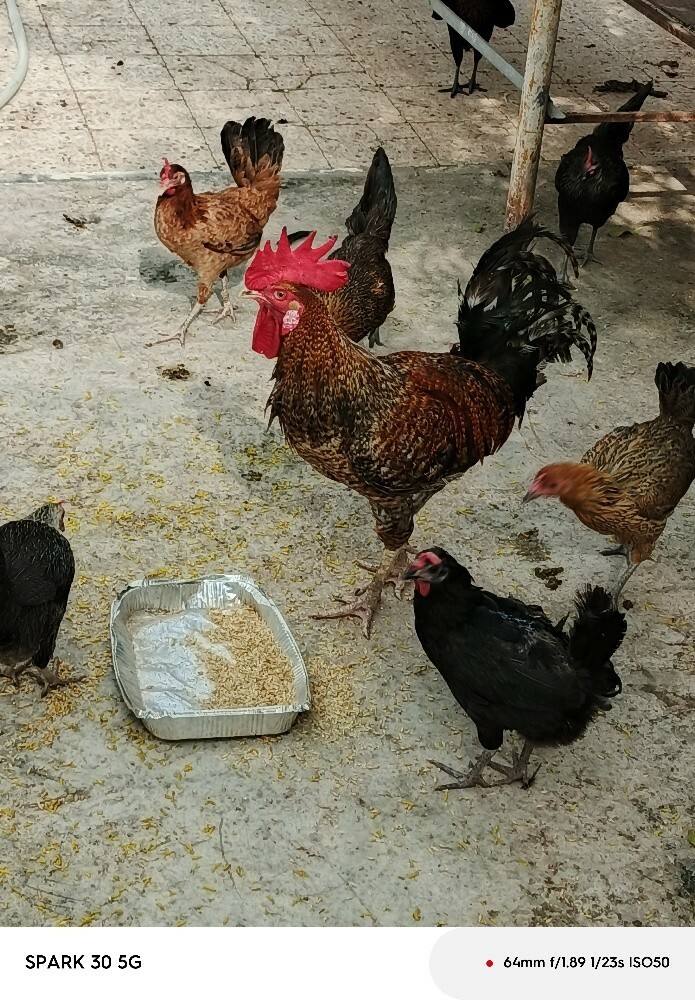 للبيع دجاج عمر ٨شهور ورومي منتج - 1