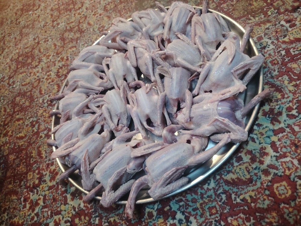 Pigeon Chik For eating - 1