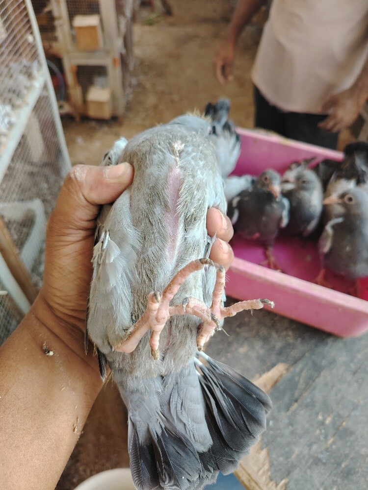 Pigeon Chik For eating - 6