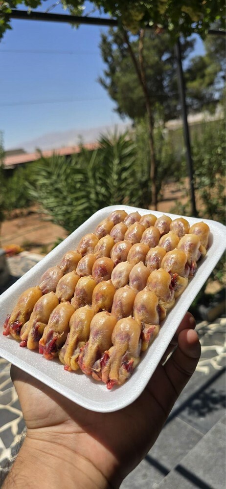 عصافير التين - 3