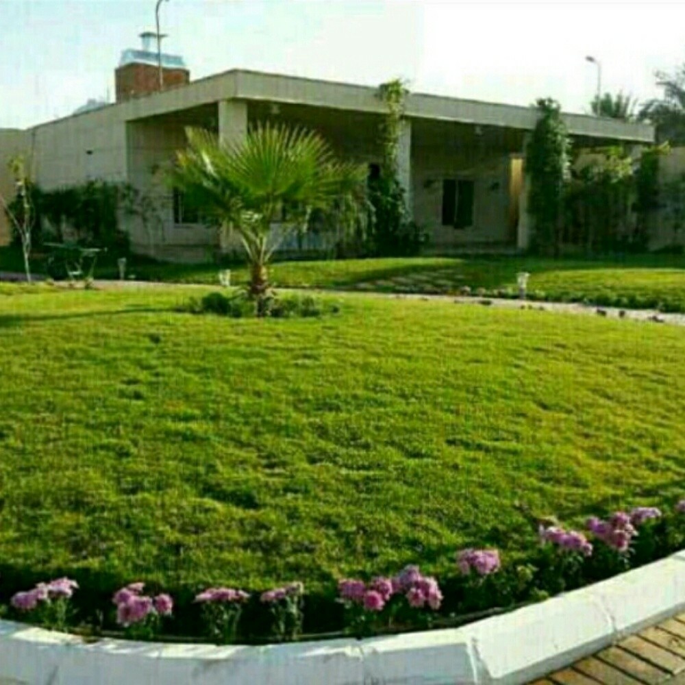 عشب طبيعي 55079950 - 5