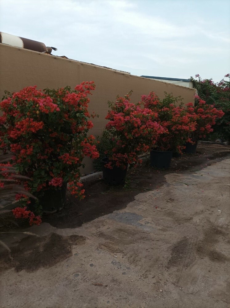 عشب طبيعي 55079950 - 2