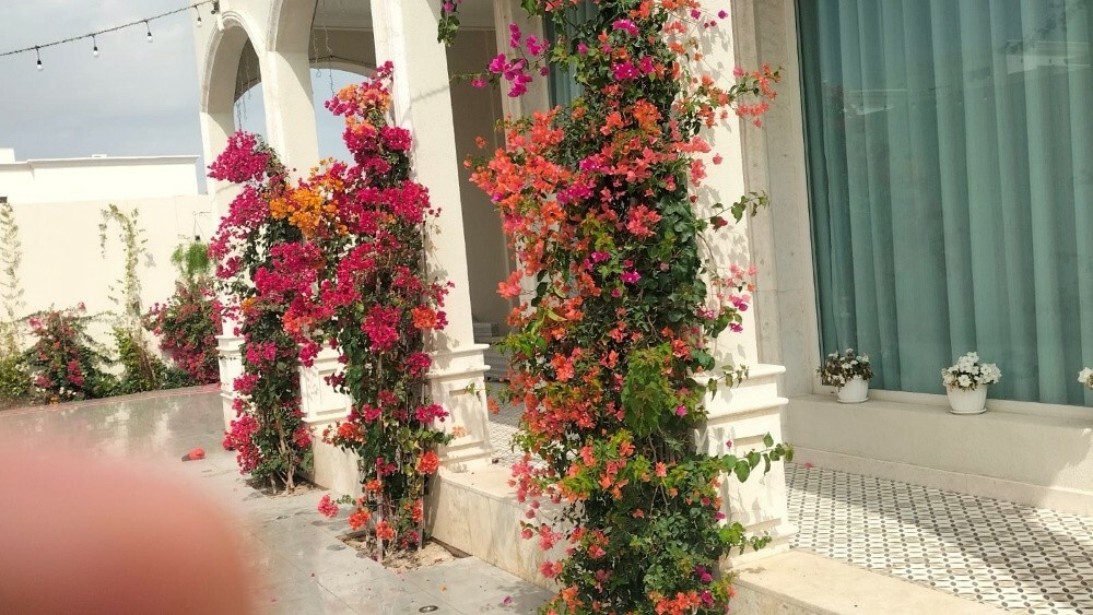 عشب طبيعي 55079950 - 10
