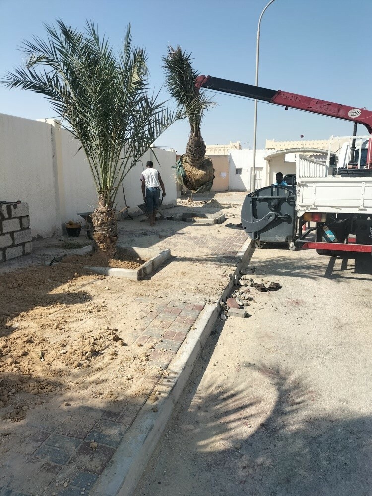 عشب طبيعي 55079950 - 13