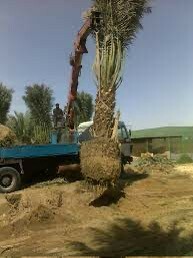 توفير كل اعمل النخيل - 2