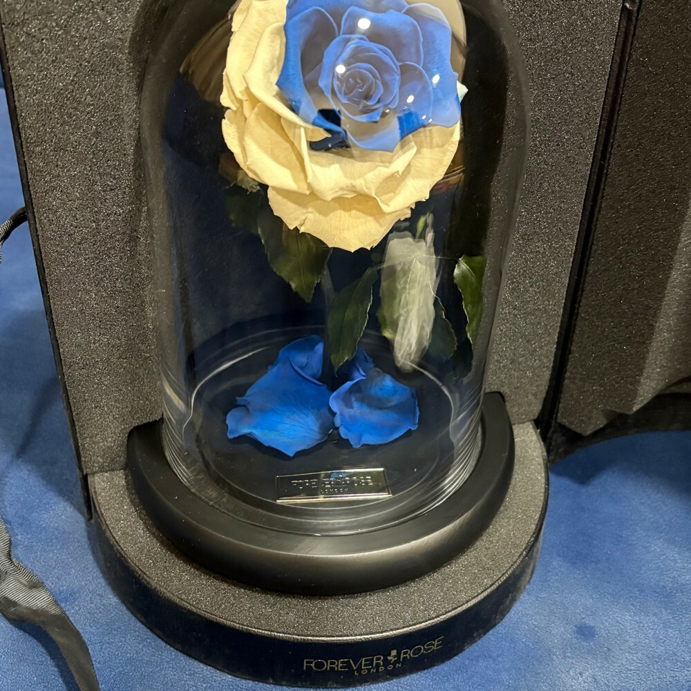 forever rose - 1