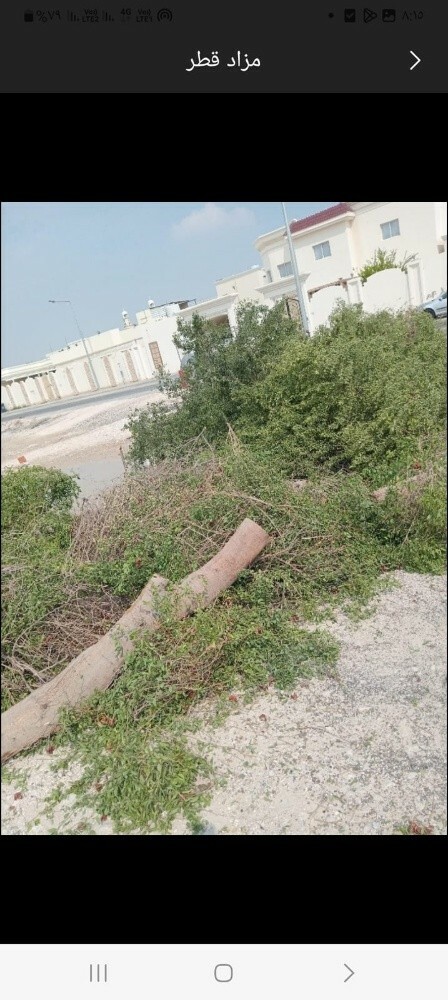 قص وتقطيع الأشجار - 1