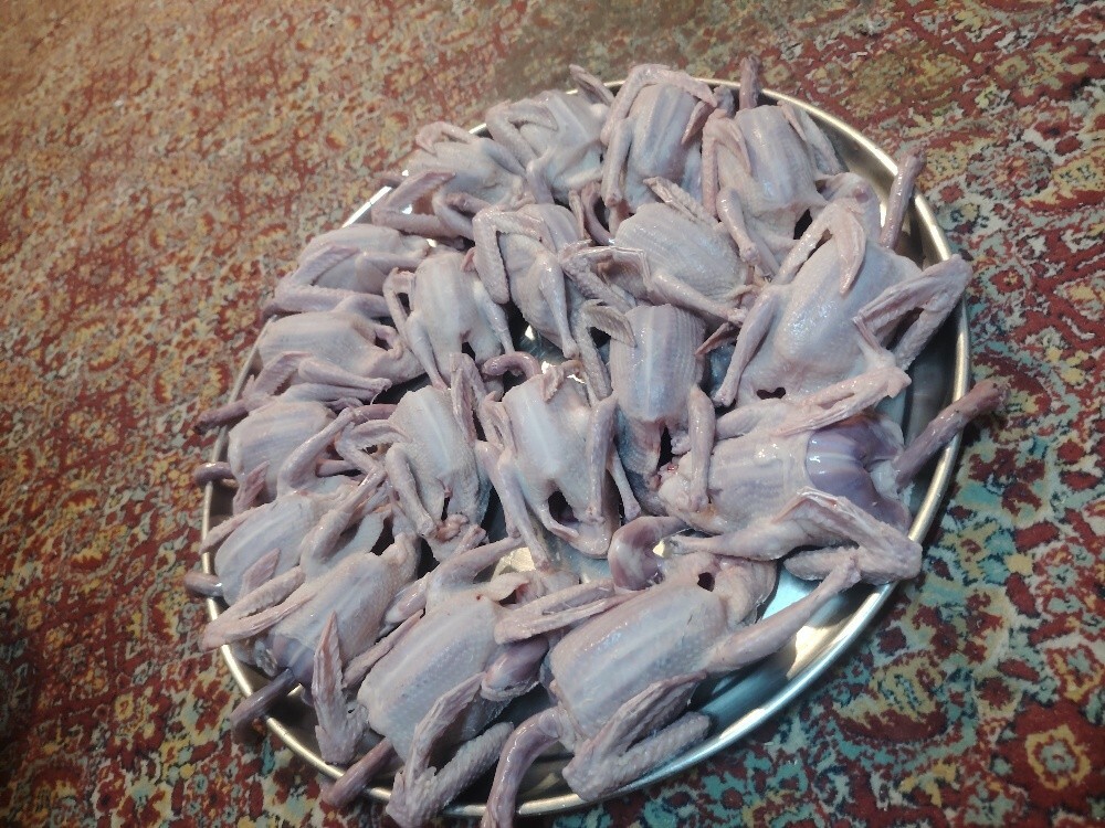Eating good Pigeons Baby - 1