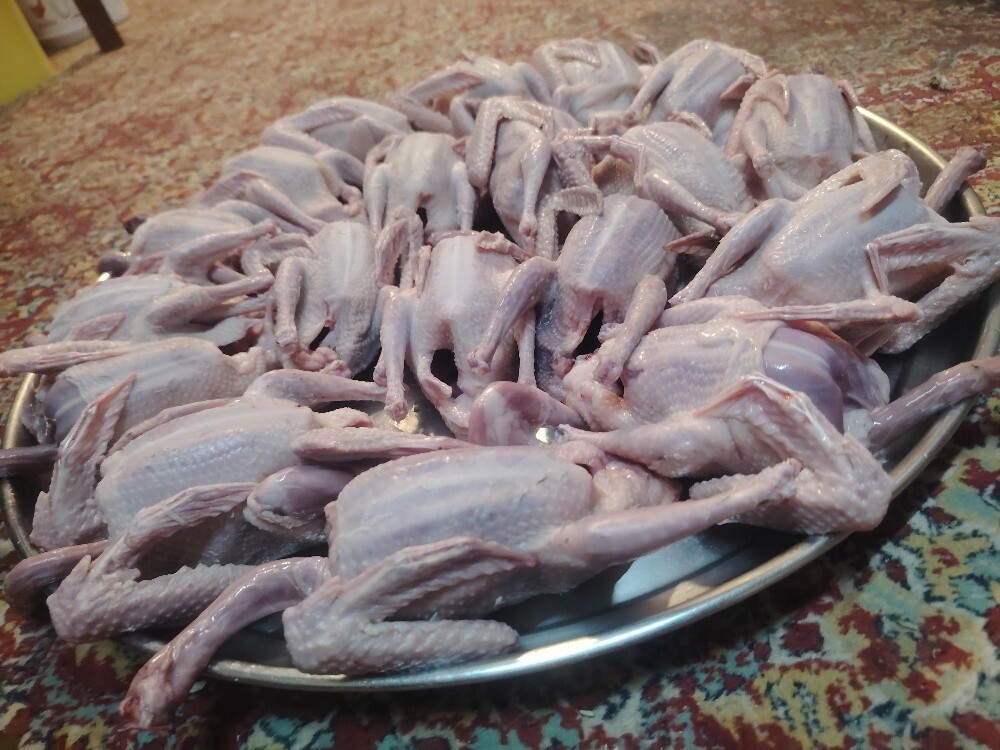 Eating good Pigeons Baby - 3