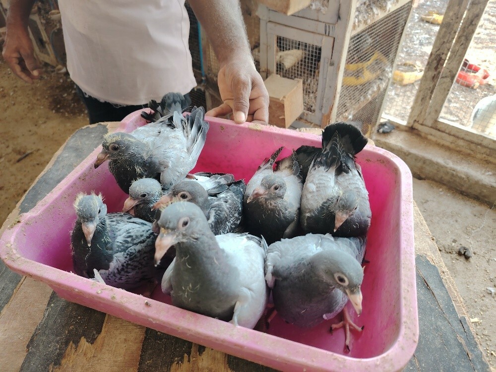 Eating good Pigeons Baby - 8