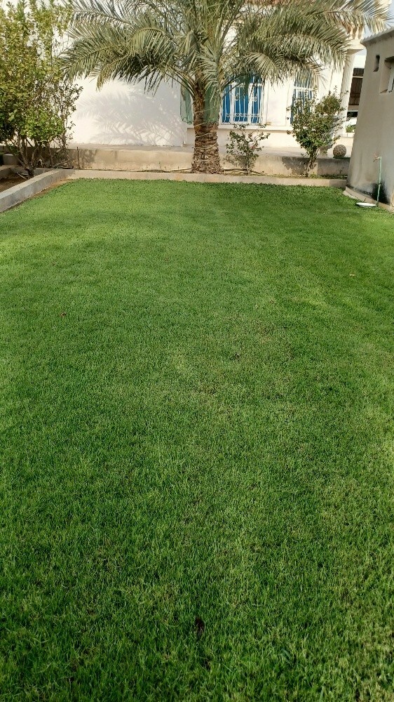 زرعة العشب الطبيعي - 2