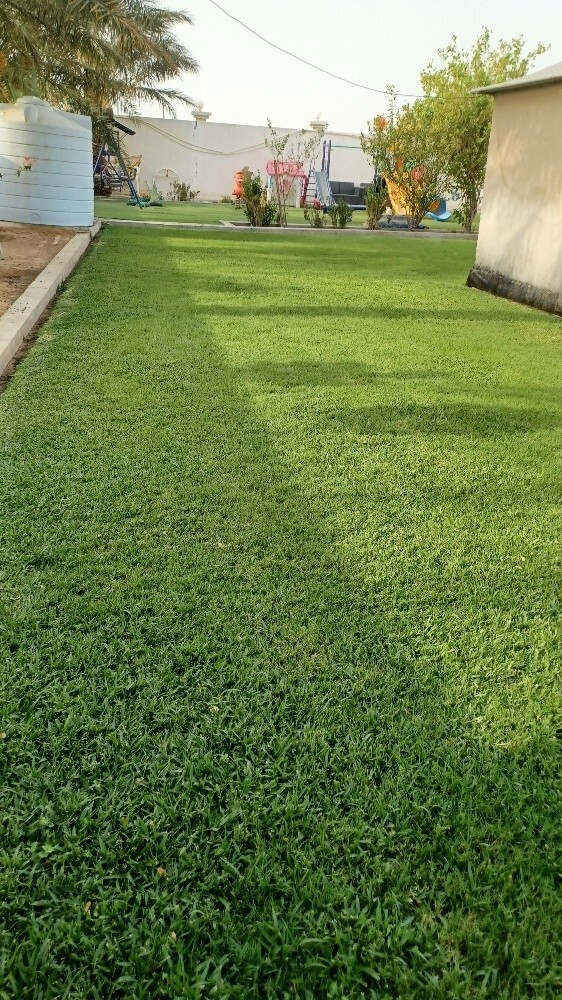 زرعة العشب الطبيعي - 3
