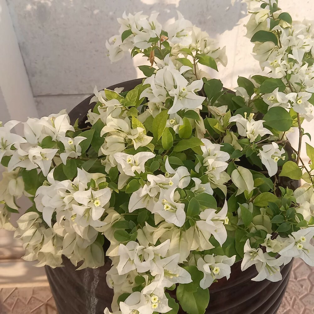 زراعة العشب والنباتات بكل انوعها - 3
