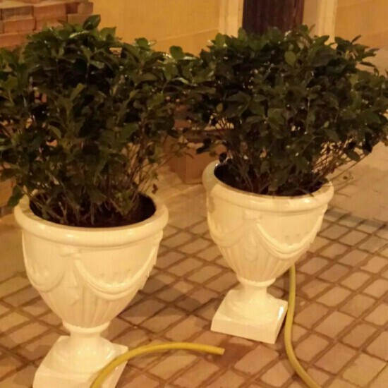 زراعة كل أنواع النباتات - 2