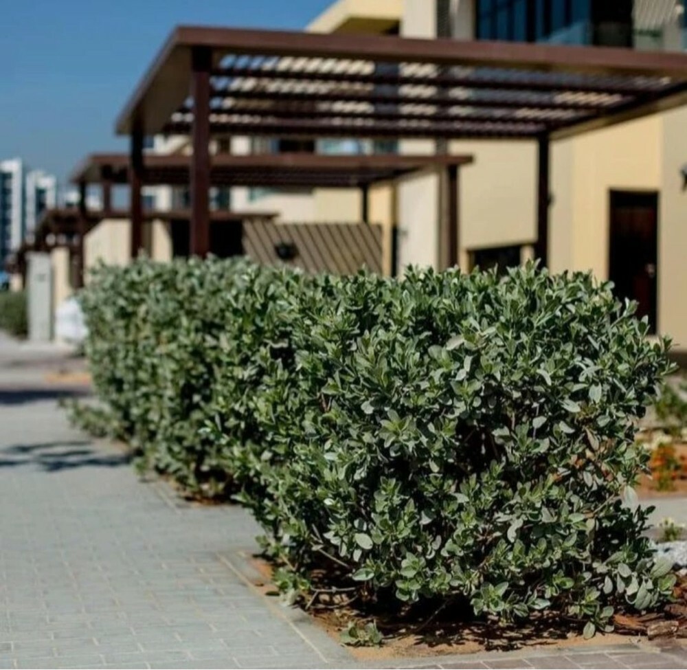 زراعة كل أنواع النباتات - 3