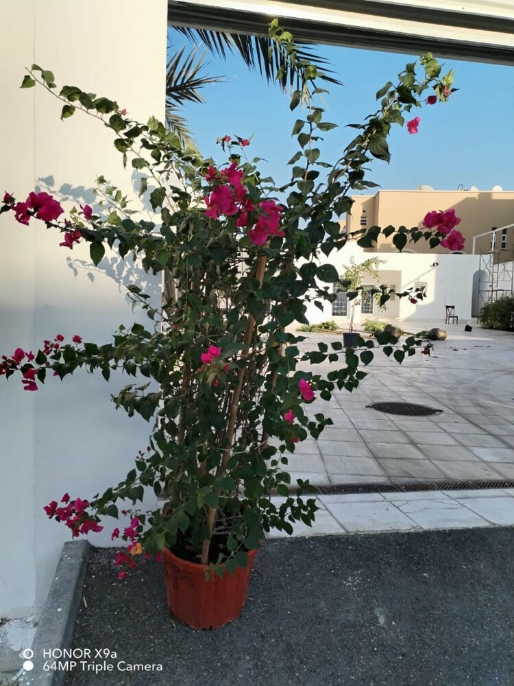 تنسيق حدائق بخبرة عالية - 3