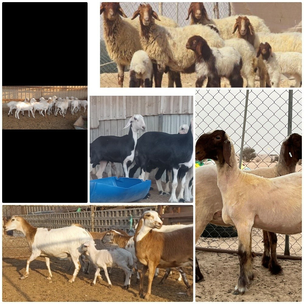 حلال - 1