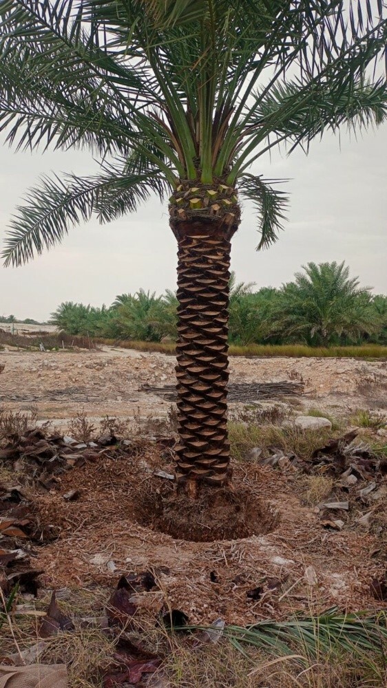 تقطيع الاشجار ونقل وزراعة النخيل - 3
