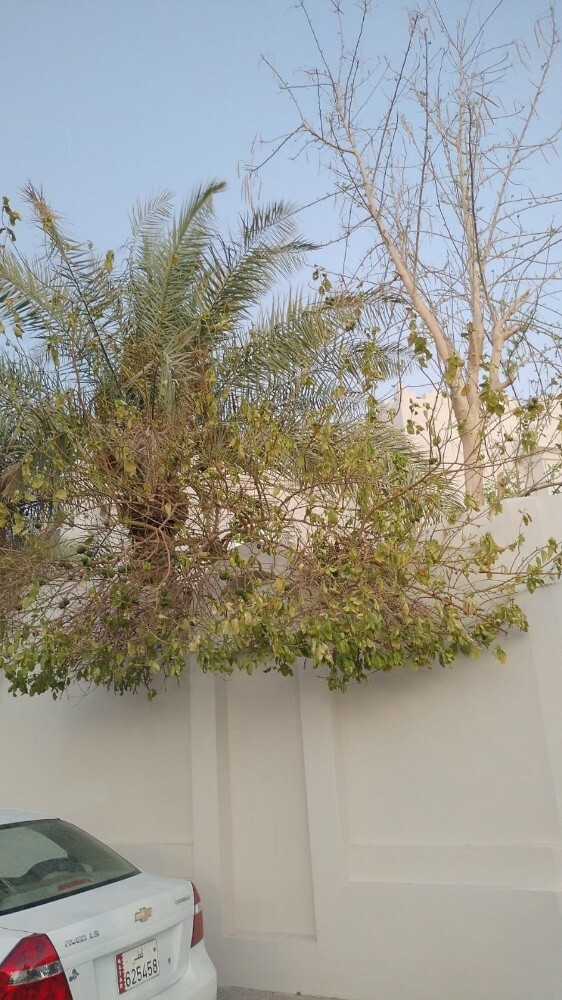 تقطيع الاشجار ونقل وزراعة النخيل - 2
