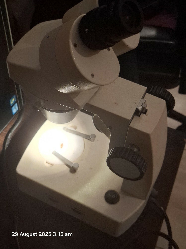 Stereo Microscope - 1