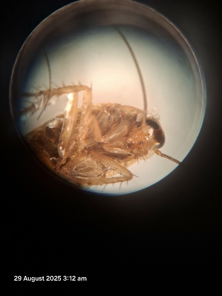 Stereo Microscope - 3