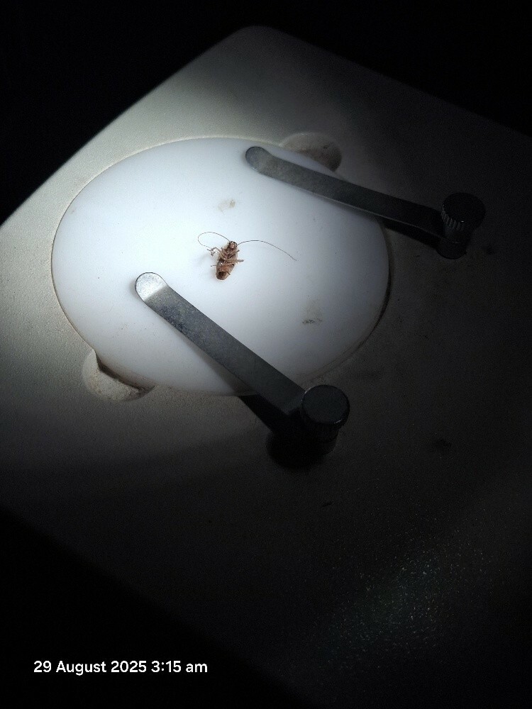 Stereo Microscope - 4