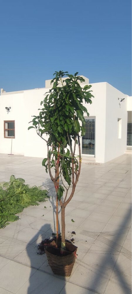 Available for all types of plants - 4
