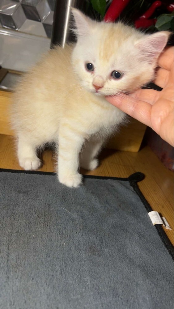 سكوتش للبيع فقط - 5