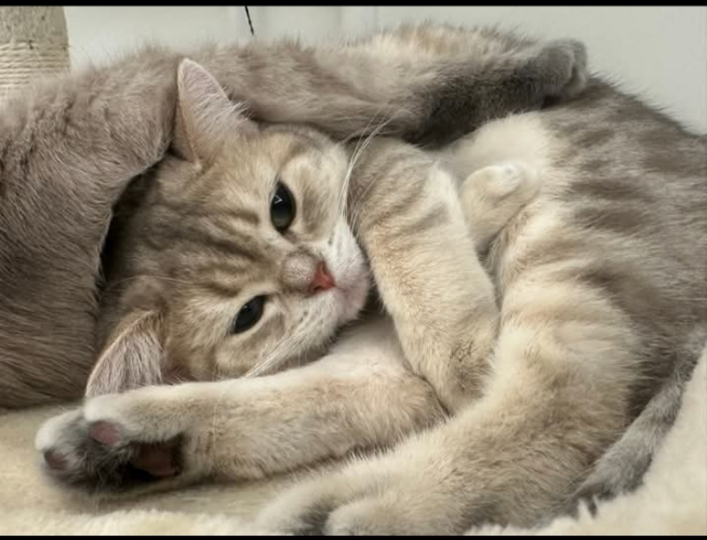 House cats of the hairy family - 1