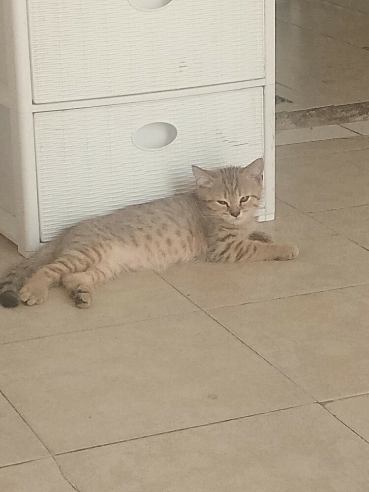 House cats of the hairy family - 2