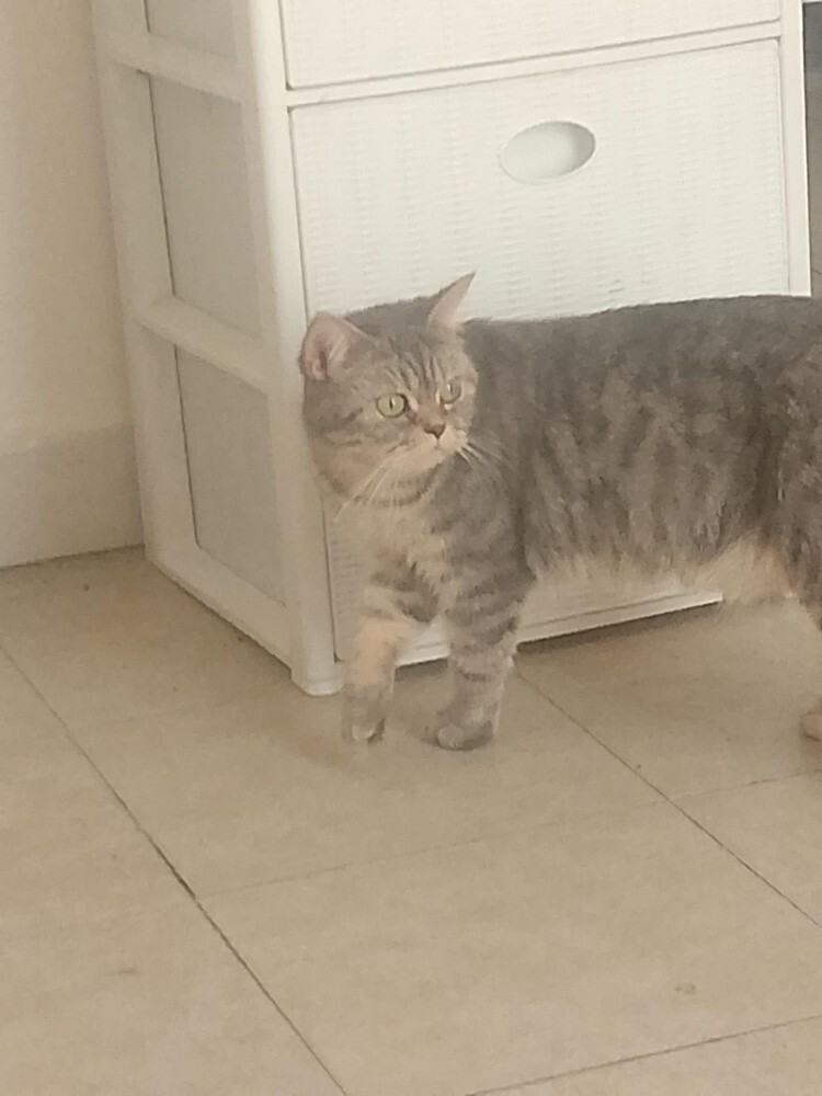 House cats of the hairy family - 3