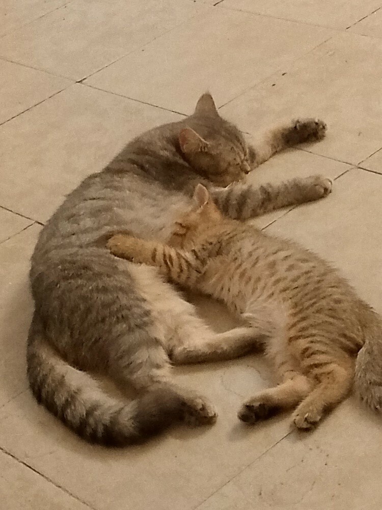 House cats of the hairy family - 4