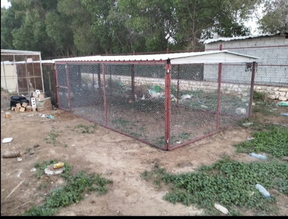 pegion cage - 4