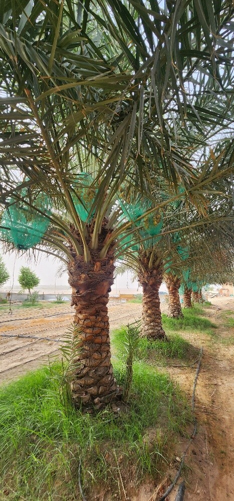 Palm - 4