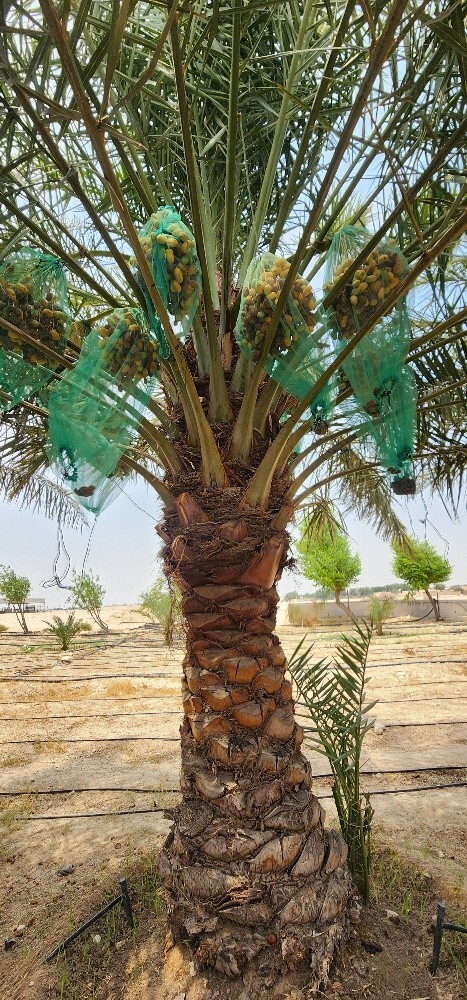Palm - 3