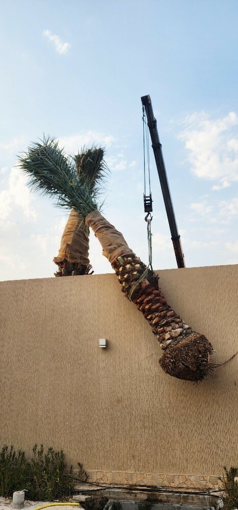 Palm - 2