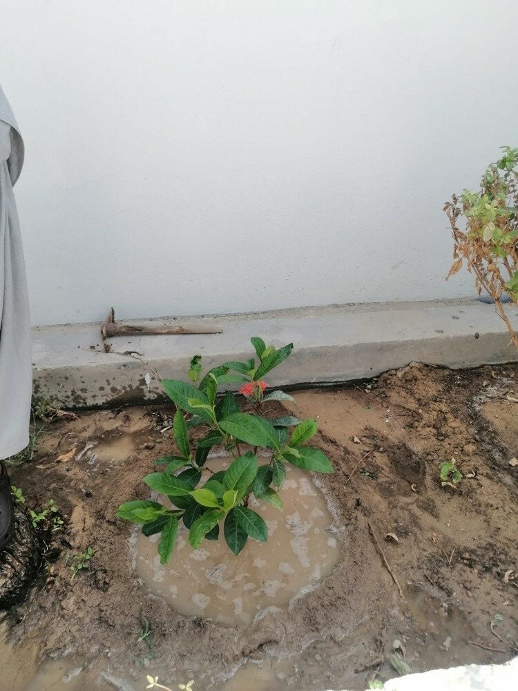 Al Balochi gardener - 2