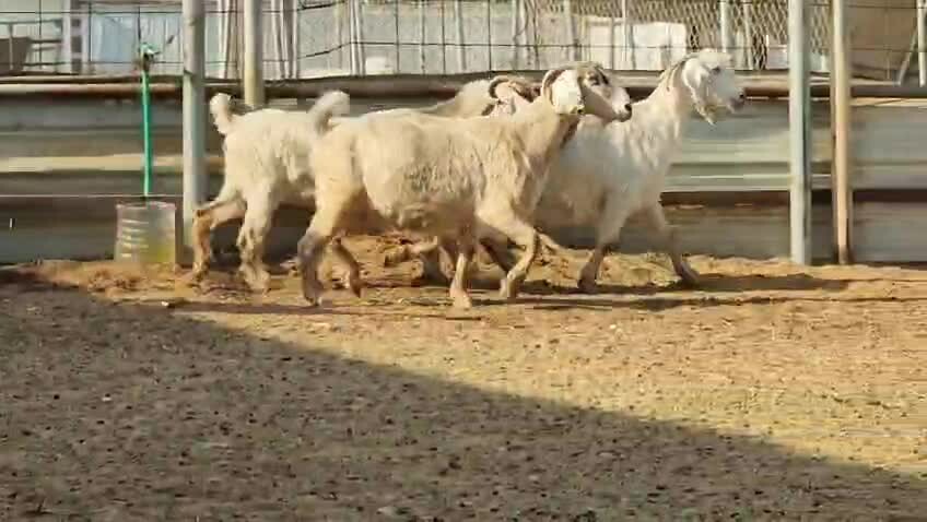 معزه عوارض صفر طيبه - 1