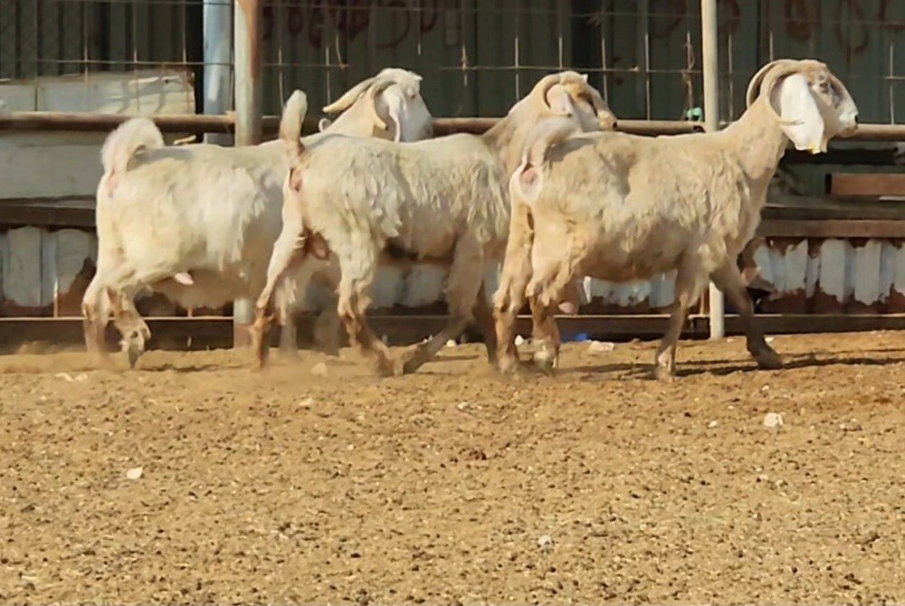 معزه عوارض صفر طيبه - 2