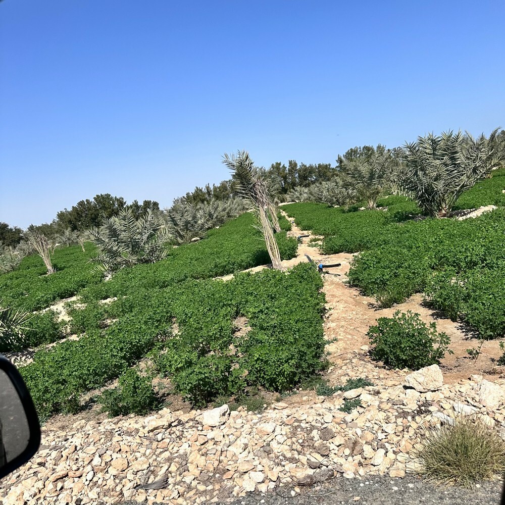 زرع سمسمه 105 الف متر للبيع - 20