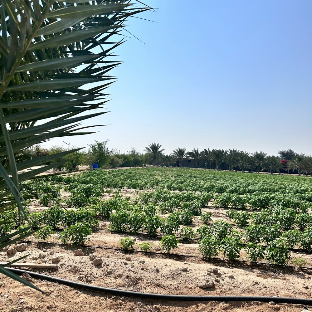زرع سمسمه 105 الف متر للبيع - 5