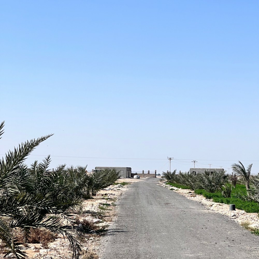 زرع سمسمه 105 الف متر للبيع - 14