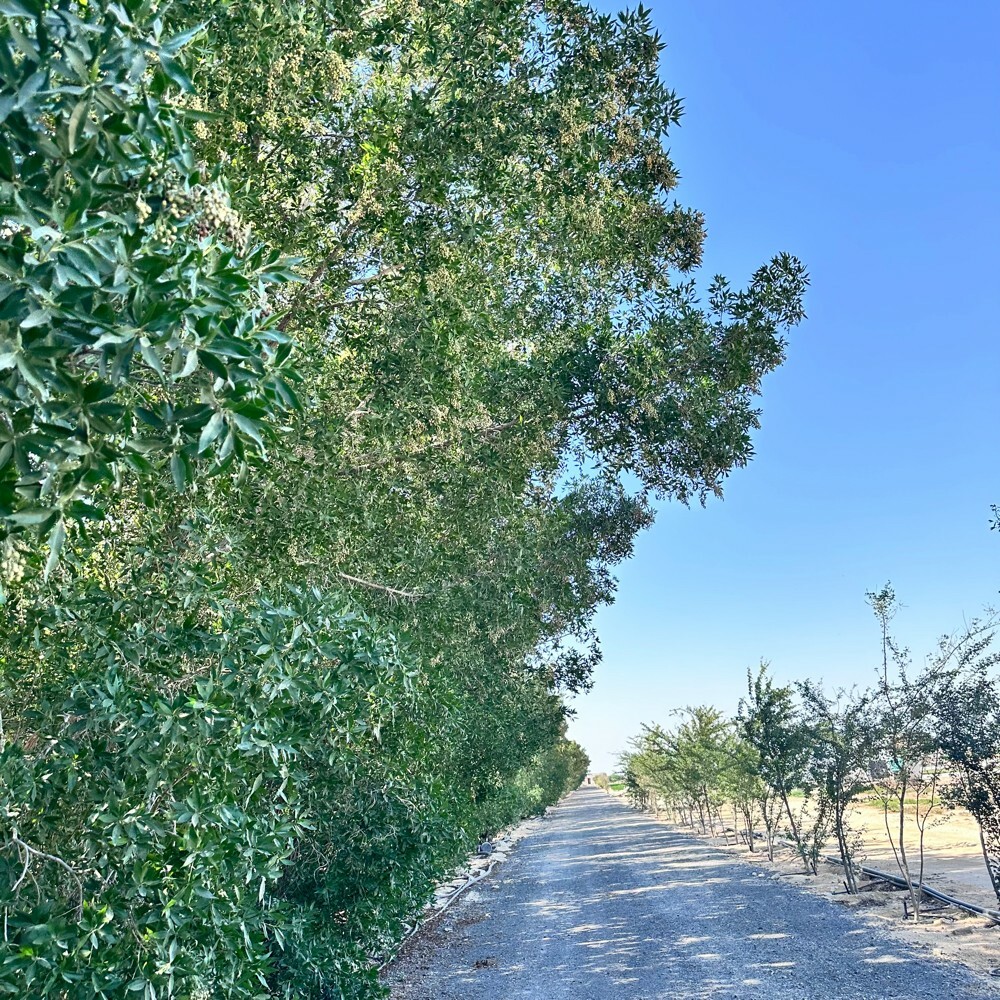 زرع سمسمه 105 الف متر للبيع - 12