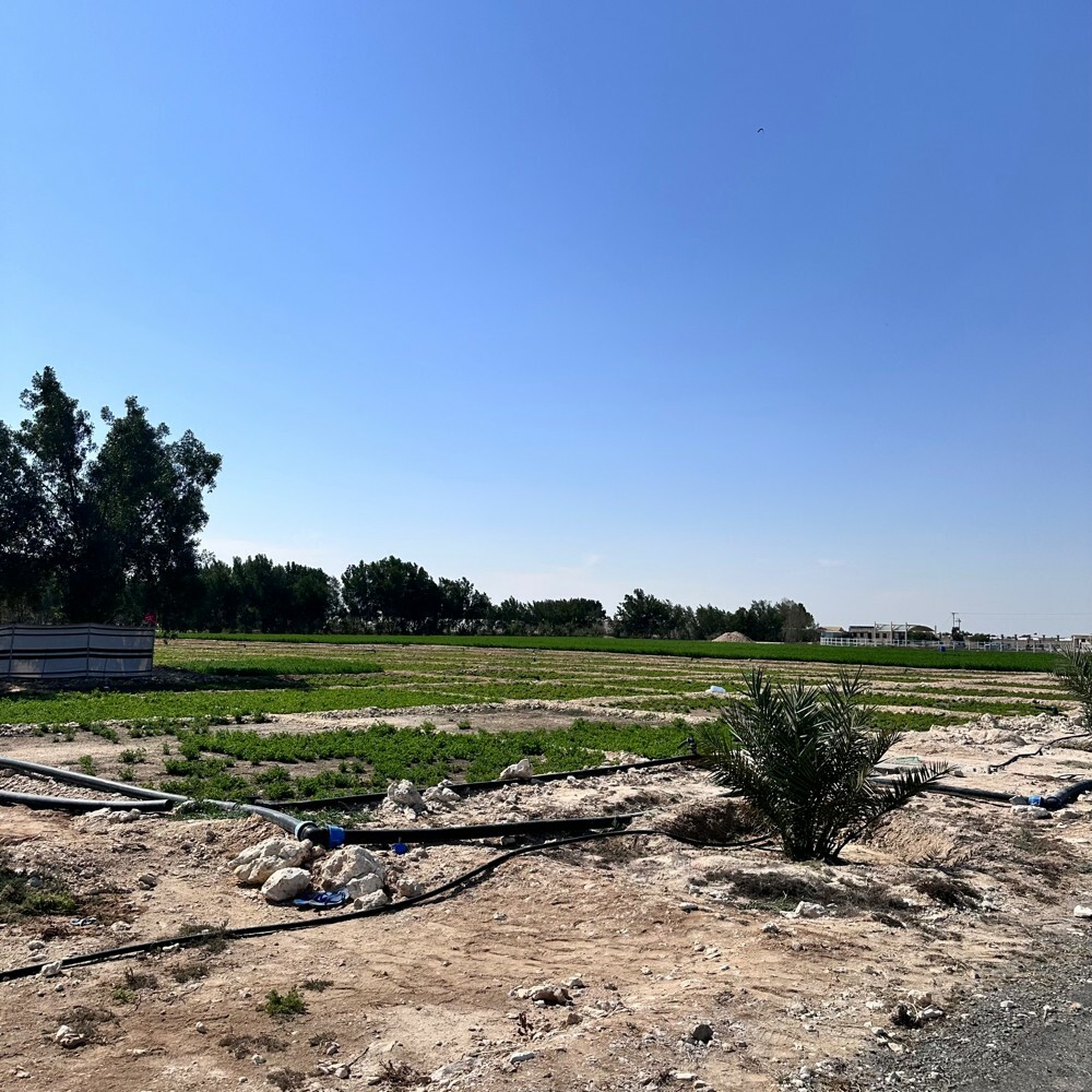 زرع سمسمه 105 الف متر للبيع - 27