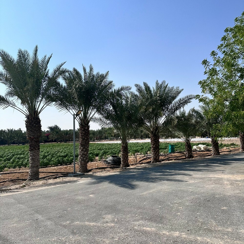 زرع سمسمه 105 الف متر للبيع - 10
